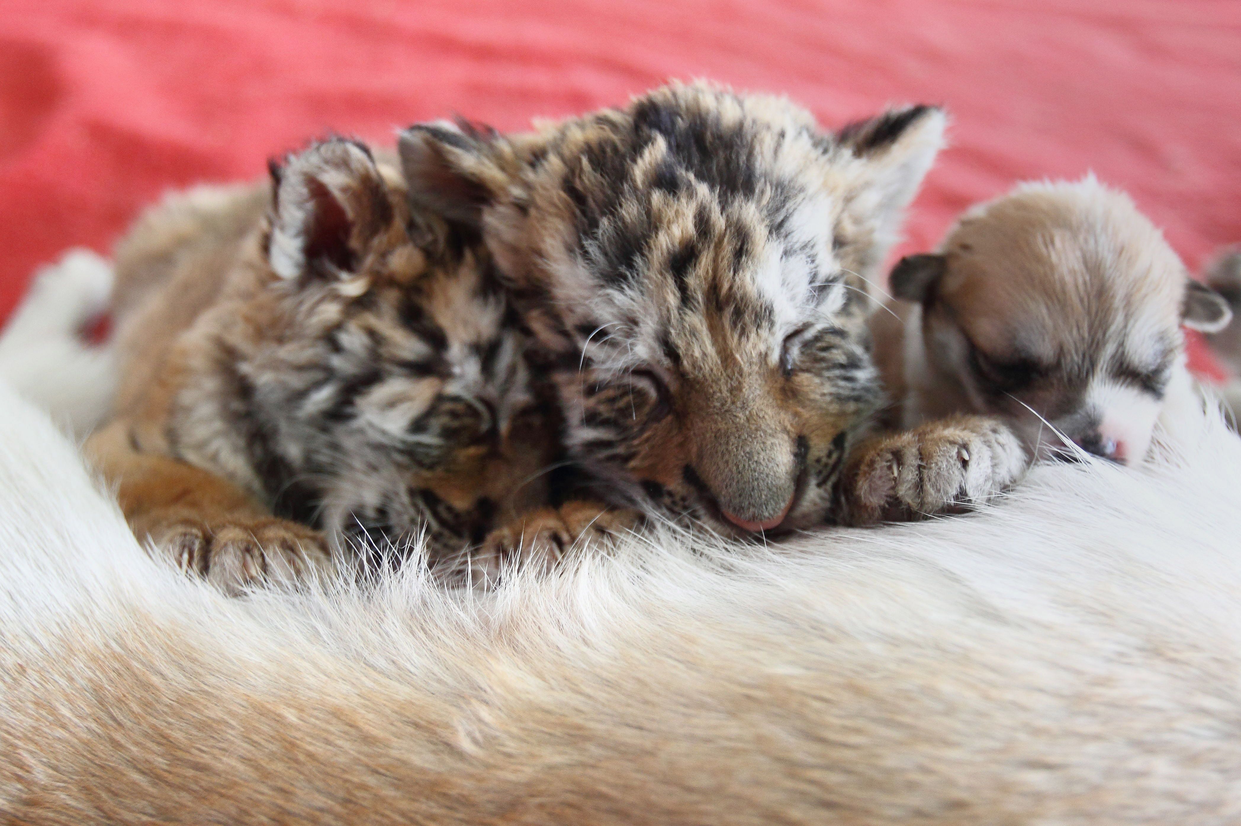 Мама тигрят отказалась кормить своих детёнышей сразу после родов ...