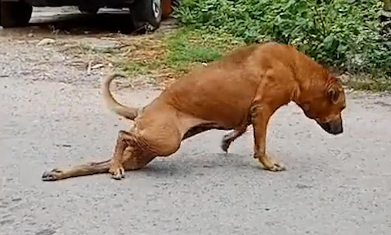 В Бангкоке собака придумала хитрый способ просить еду