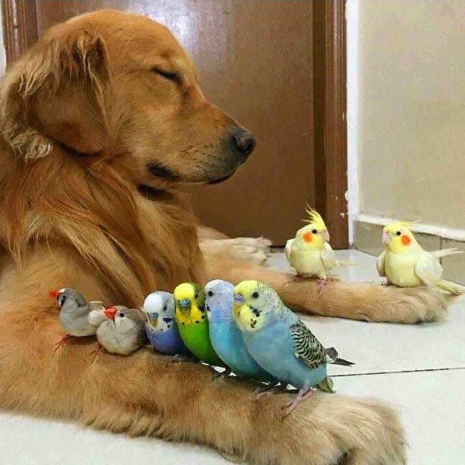 Adorable Love Birds with Great Guardian Dog..Such a Cute looking ...