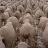 Організована череда овець здатна йти як на параді (ВІДЕО)