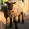 Полицейским пришлось ловить сразу шесть овец, разбежавшихся по городу (ФОТО)