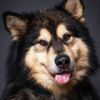 Фотограф робить портрети собак, щоб вони швидше знайшли новий будинок.