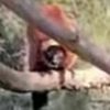Лемур втік із зоопарку, просидів ніч на дереві і був повернутий у свій вольєр (відео)