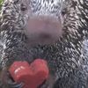 Животные отпраздновали День влюблённых, поедая лакомства в виде сердечек (ВИДЕО)