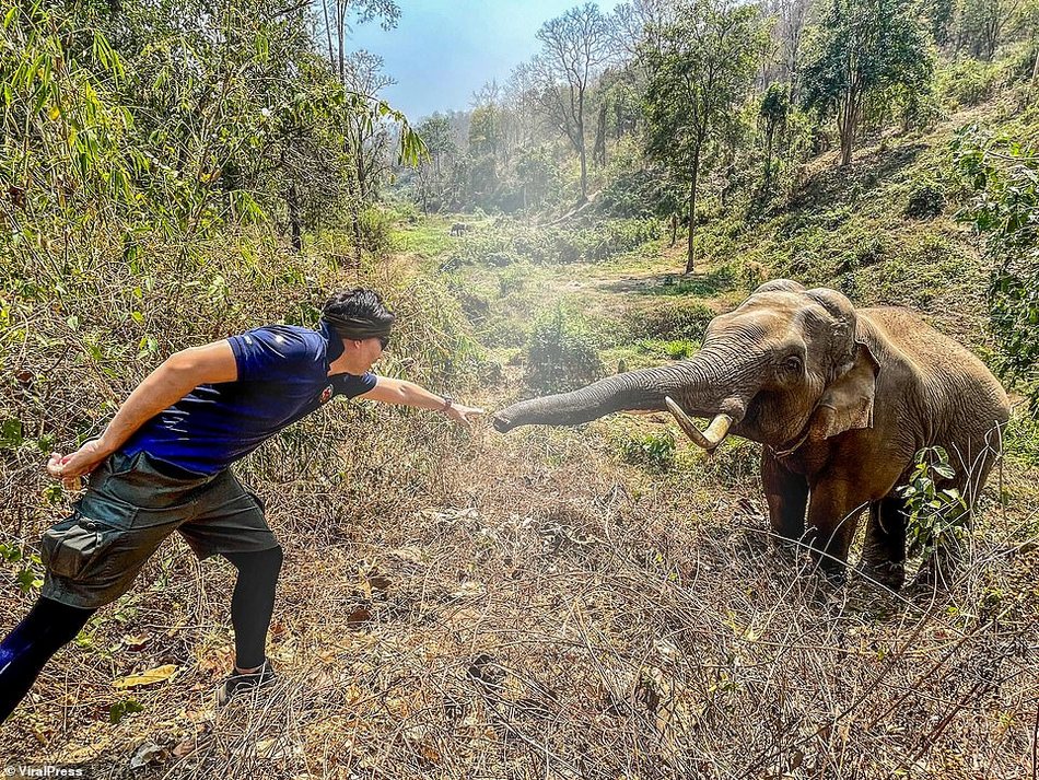 Слон дізнався чоловіка, який його врятував 12 років тому.
