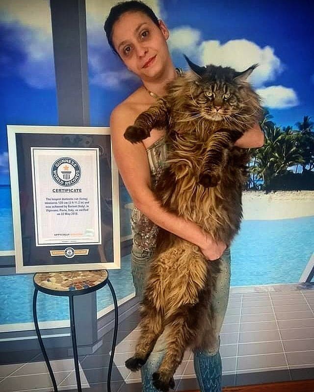 В Італії знайшли найдовшого кота у світі