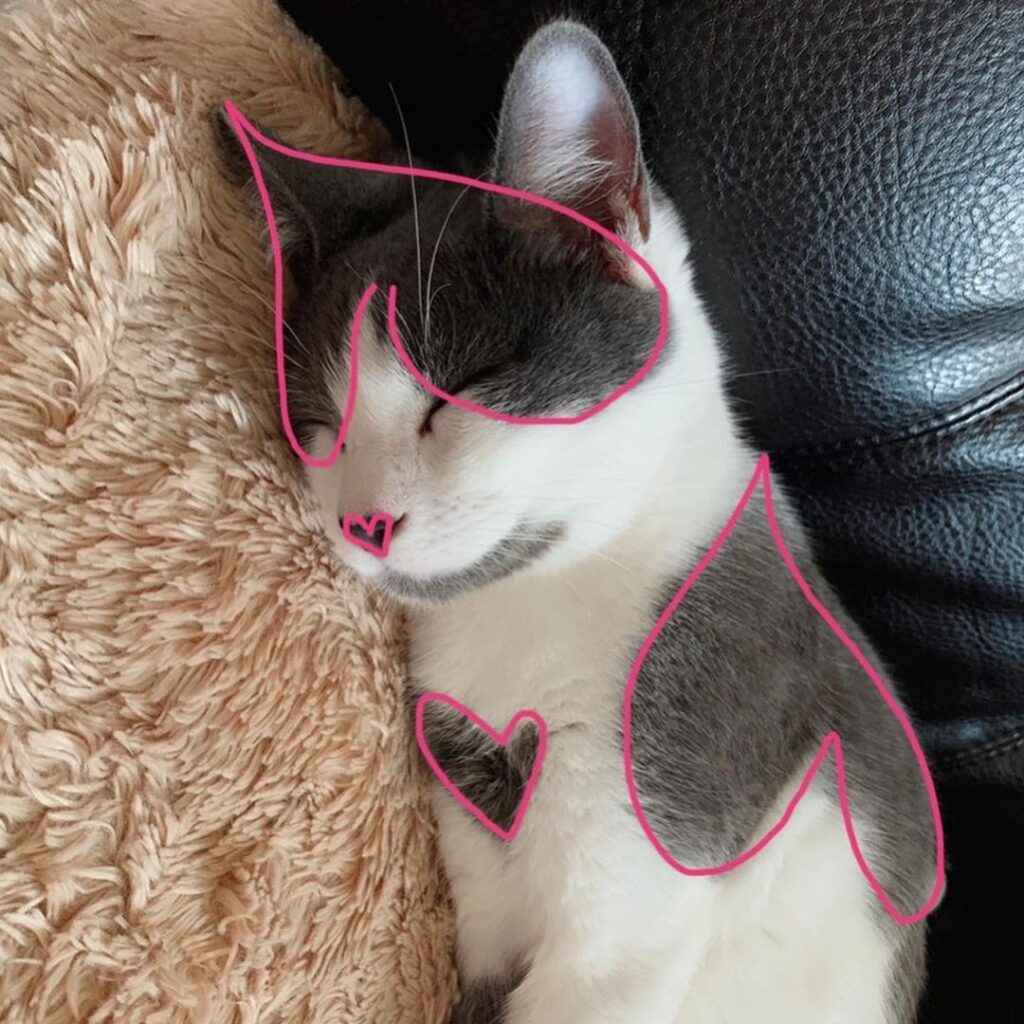 Пушистая “валентинка”: Сеть покорила кошка с необычным окрасом
