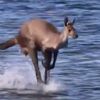 Кенгуру здивував фотографа сюрреалістичними стрибками по воді (ВІДЕО)