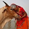 Жителей Индии попросили отметить День святого Валентина, обнимаясь с коровами