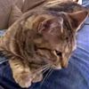 Задремавший мужчина проснулся с незнакомой кошкой на коленях (ФОТО)