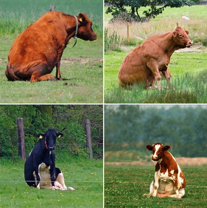 Как выглядят коровы, когда решают посидеть на травке (ФОТО)