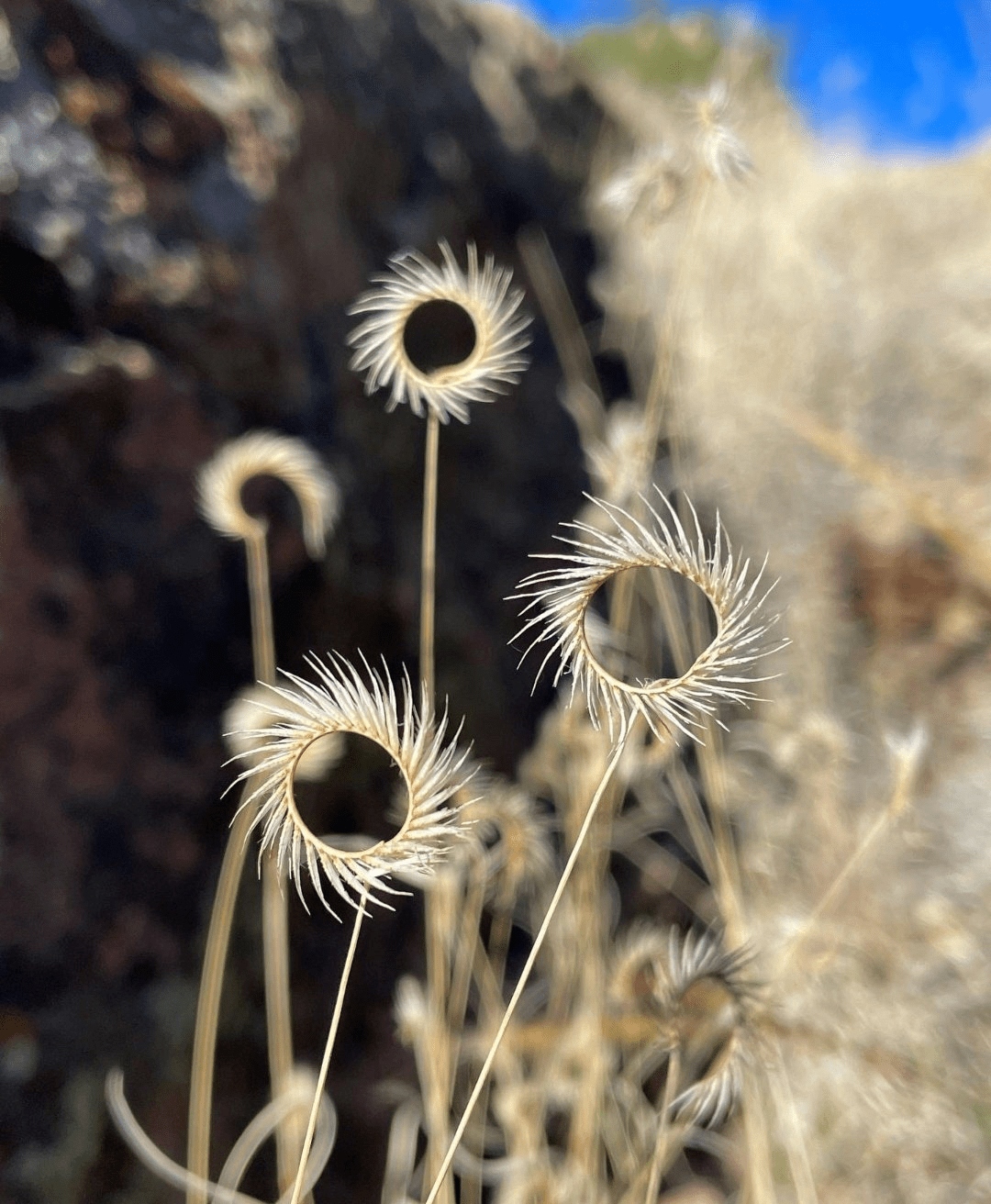 Невероятные и странные растения, которые могут вас удивить (ФОТО)