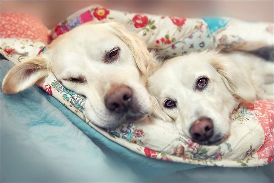 Красиві фотографії про дружбу собак (ФОТО)