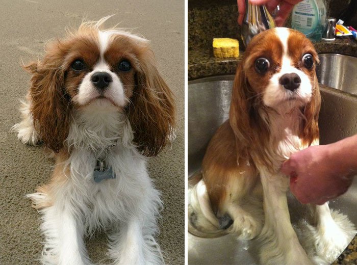 27 забавных собак, до и после принятия ванны (ФОТО)