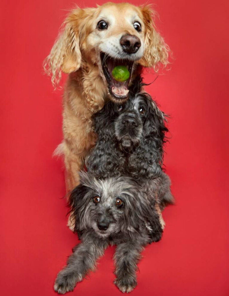 Сеть насмешили собаки, которые в восторге от брюссельской капусты