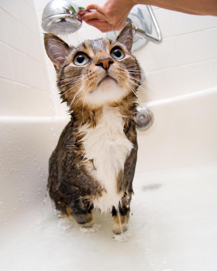 Коты, которые обожают водные процедуры (ФОТО)