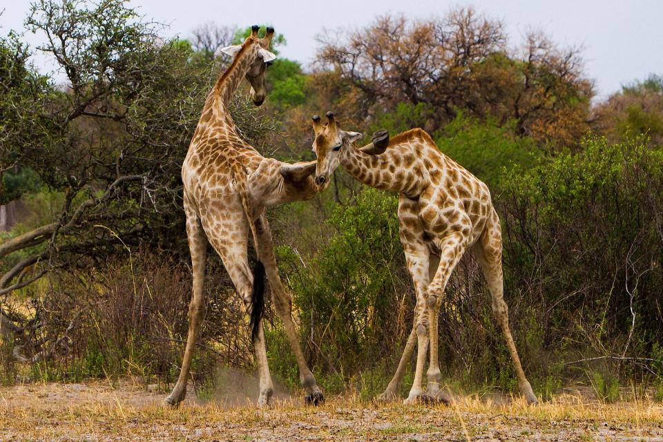 Битва жирафов в стиле кунг-фу (ФОТО)