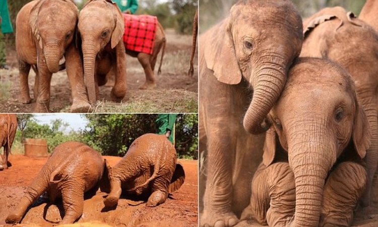 Осиротевшие слонята стали неразлучными друзьями (ФОТО)