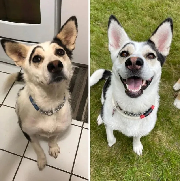 Зворушливі знімки врятованих собак: до і після (ФОТО)