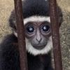 Мавпа в зоопарку завагітніла від свого сусіда крізь крихітний отвір у стіні вольєру (ФОТО)