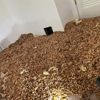 Запасливий дятел набив стіну у житловому будинку жолудями (ФОТО)