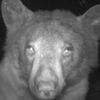 Ведмідь знайшов фотокамеру та зробив 400 селфі за одну ніч (ФОТО)