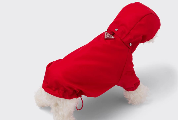Prada представил плащи для собак за 700 долларов (ФОТО)