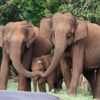 Слоны, защищавшие детёныша, растрогали пользователей интернета (ФОТО)