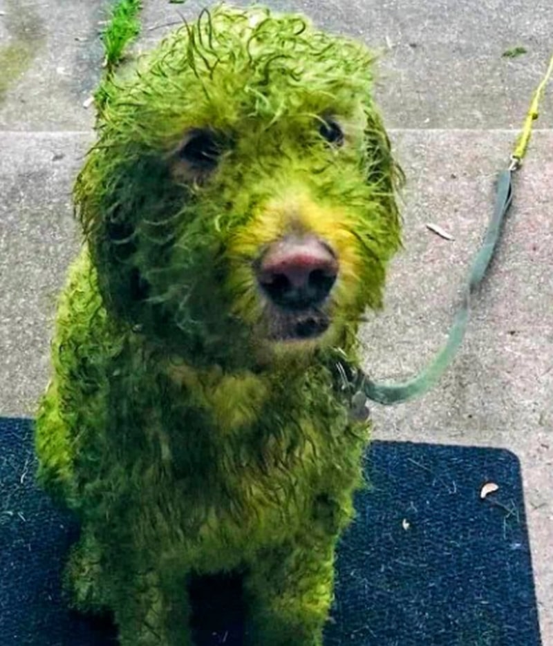 Пес влаштував прогулянку по свіжоскошеній траві і став зіркою Мережі.