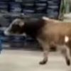 Корову, пришедшую в магазин мужской одежды, успешно вывели прочь (ВИДЕО)