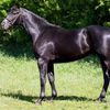 Покупець викупив свого нового коня і з'ясував, що він зовсім не чорний (ФОТО)
