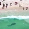 Акула припливла на пляж і налякала відпочиваючих (ФОТО)