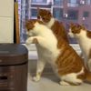 Кішки вигадали веселу гру з рисоваркою (ВІДЕО)