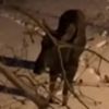 Лось загнал испуганного мужчину на дерево (ВИДЕО)