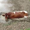 Корова, спасённая из торгового центра, на следующее утро застряла в грязи 
