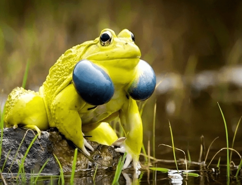 Найнезвичайніші представники жаб (ФОТО)