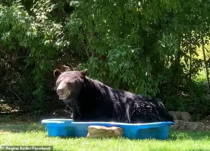Ведмідь заліз на приватну територію, щоб виспатися у дитячому басейні