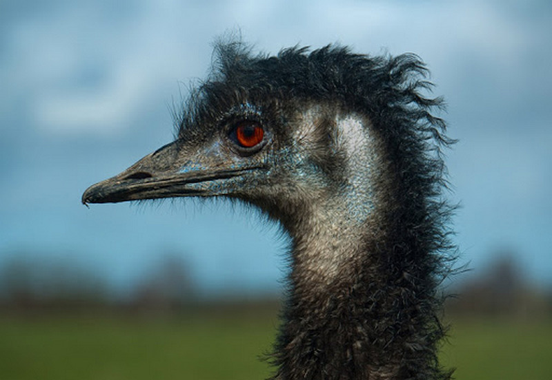 emu