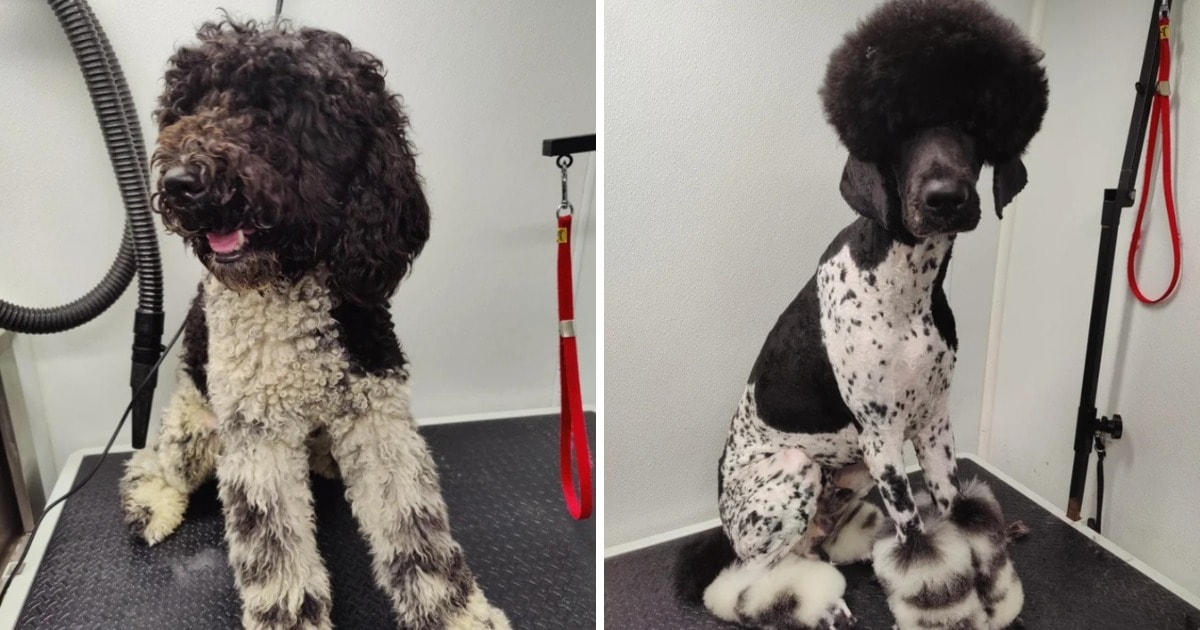 Забавные снимки собак до и после похода к грумеру (ФОТО)
