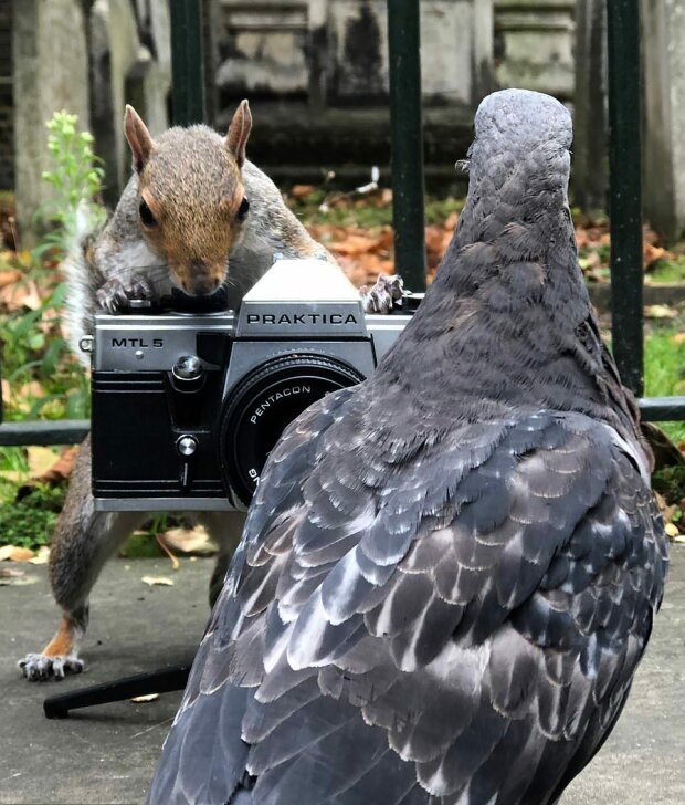 Прикол дня: білка влаштувала «фотосесію» для голуба