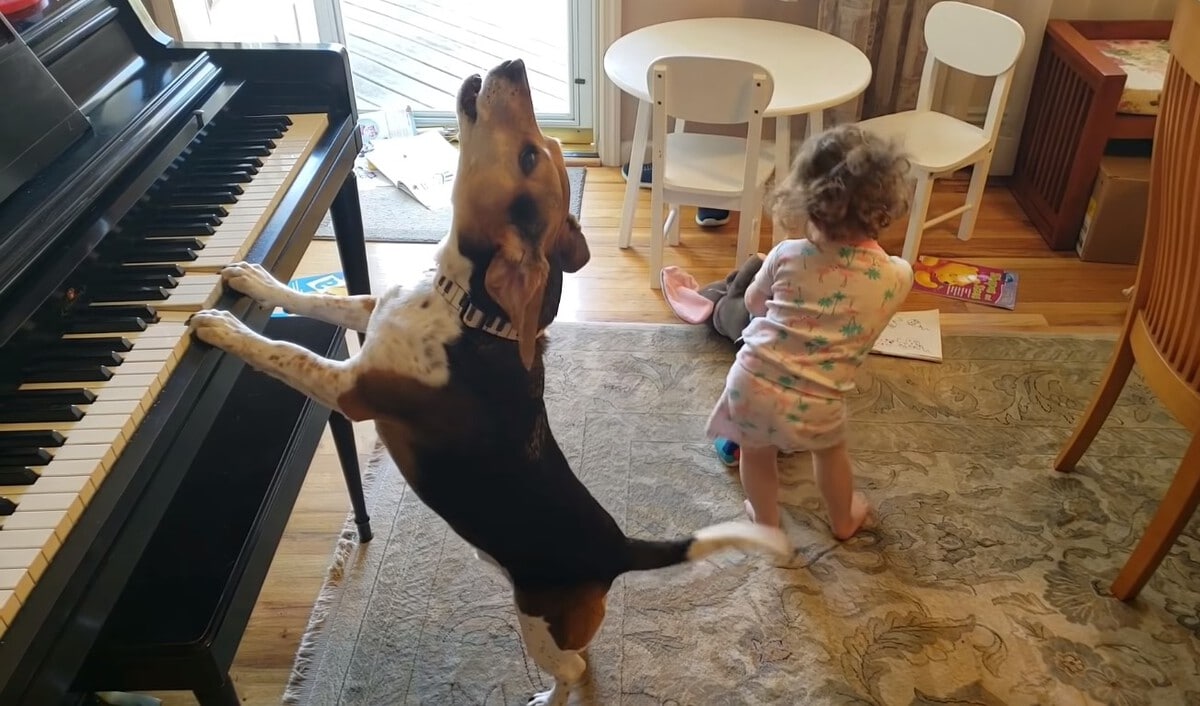 Сеть рассмешила собака, которая играет на пианино