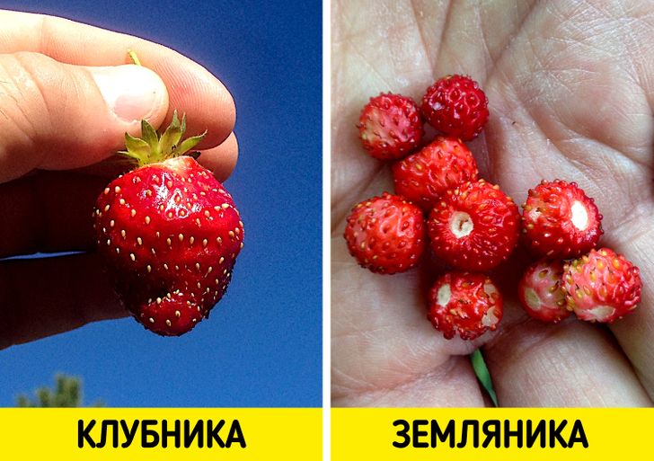 15 пар продуктов, которые чуть ли не каждый день есть у нас на столе, а мы все их путаем