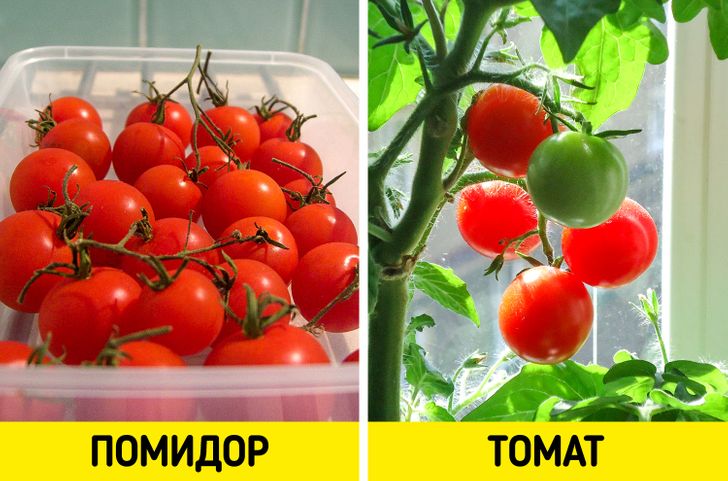 15 пар продуктов, которые чуть ли не каждый день есть у нас на столе, а мы все их путаем