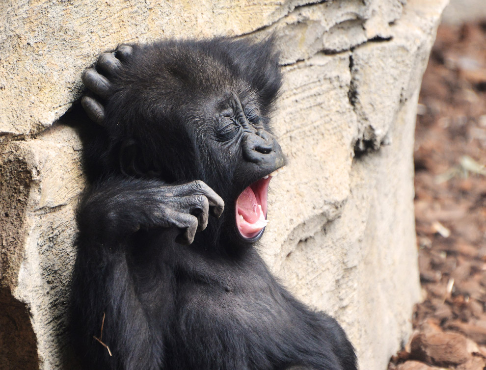 Статутна горила