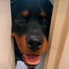 Пёс использует собственный нос, чтобы не позволять двери закрываться (ВИДЕО)