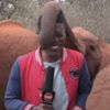 Молодой слон насмешил телерепортёра своим бесцеремонным хоботом (ВИДЕО)