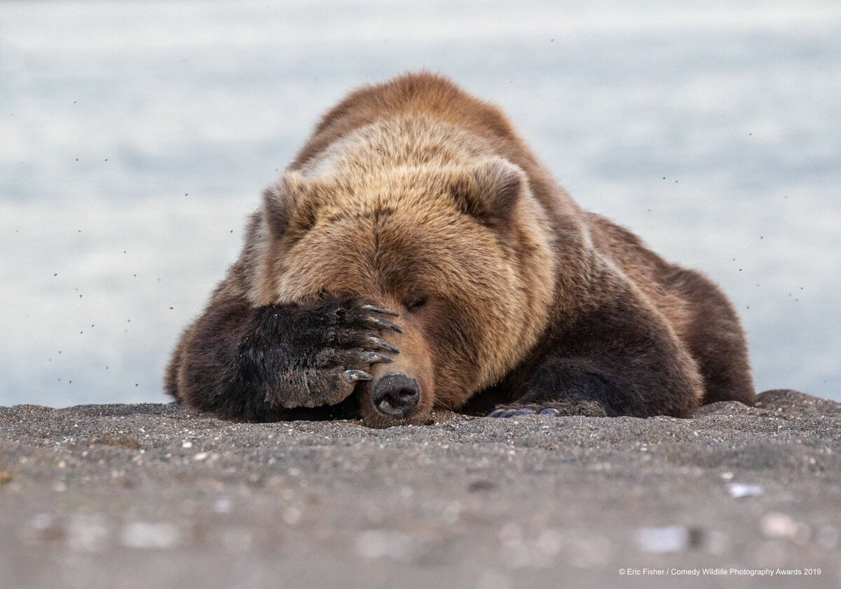 Позитивные фотки животных от Comedy Wildlife Photography Awards