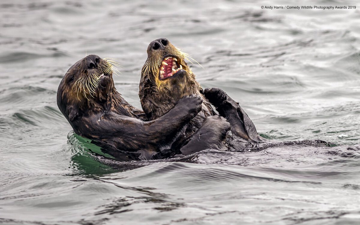 Позитивные фотки животных от Comedy Wildlife Photography Awards