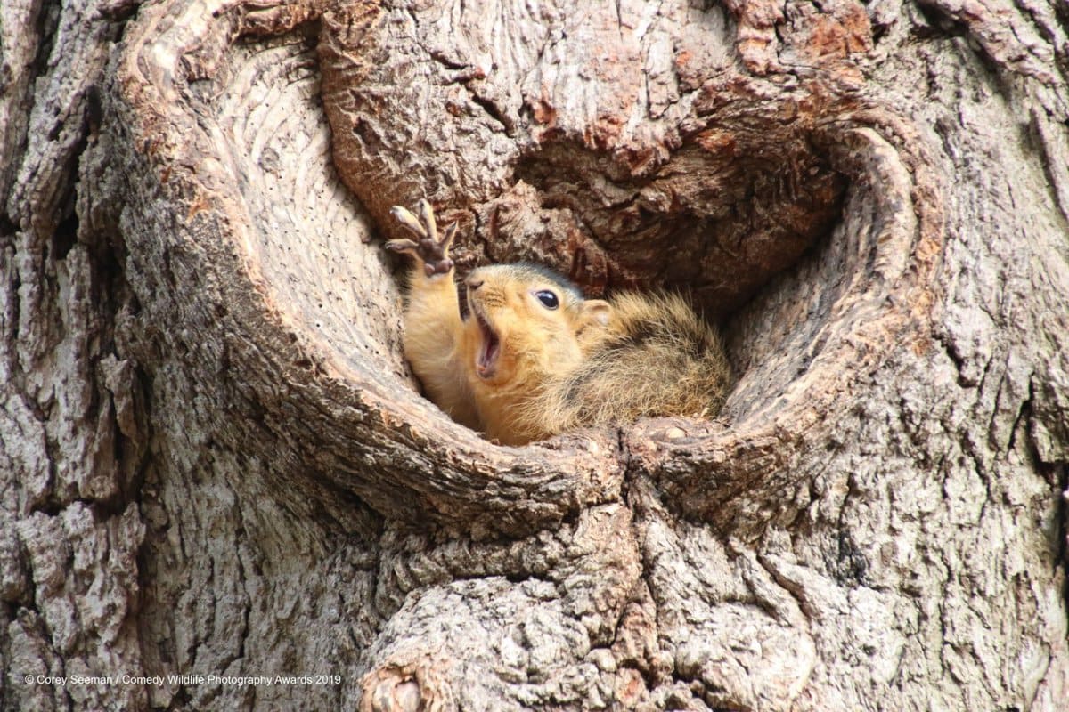 Позитивные фотки животных от Comedy Wildlife Photography Awards