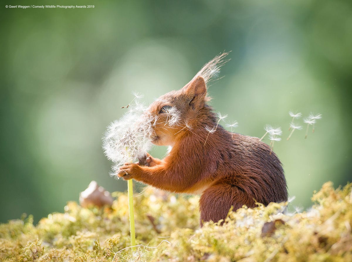 Позитивные фотки животных от Comedy Wildlife Photography Awards